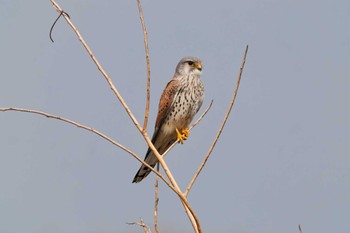 Common Kestrel Watarase Yusuichi (Wetland) Sun, 3/17/2024