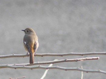 Daurian Redstart 見沼自然公園 Tue, 3/19/2024