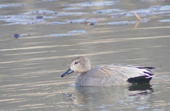 Gadwall 見沼自然公園 Tue, 3/19/2024