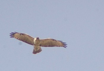 2024年3月19日(火) 見沼自然公園の野鳥観察記録