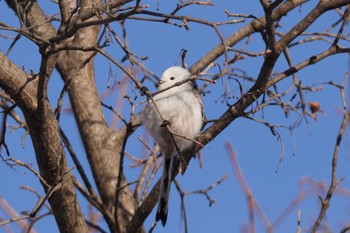 Long-tailed tit(japonicus) Makomanai Park Sun, 1/28/2024