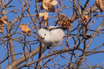 Long-tailed tit(japonicus) Makomanai Park Sun, 1/28/2024