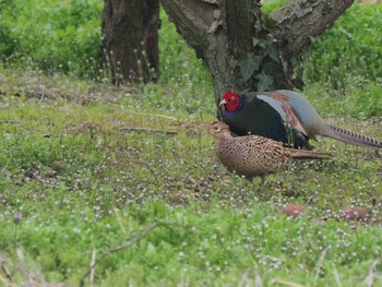 Green Pheasant 高麗川 Sun, 3/17/2024