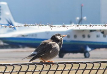 White-cheeked Starling 調布飛行場 Thu, 3/14/2024