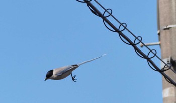 Azure-winged Magpie 家の近所 Sun, 3/10/2024