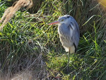 Grey Heron 霞川 Sun, 3/3/2024