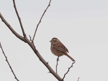 Rustic Bunting 霞川 Sat, 2/3/2024