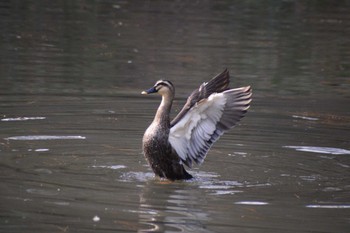 Eastern Spot-billed Duck ＭＦ Sat, 2/10/2024