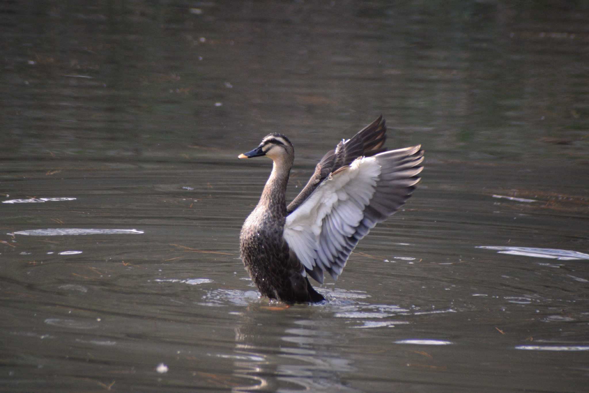 Photo of Eastern Spot-billed Duck at ＭＦ by NM🐥📷