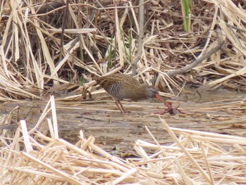 Brown-cheeked Rail 宮城県 Tue, 3/12/2024