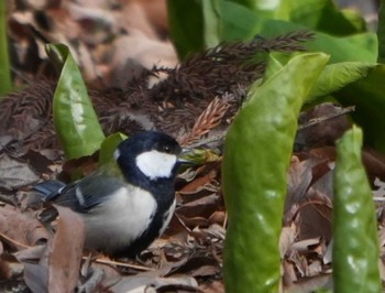 Japanese Tit Mine Park Tue, 3/19/2024