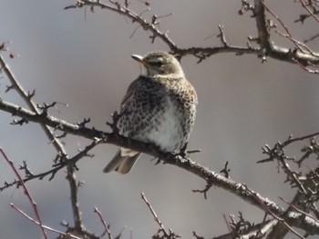 Fieldfare Senjogahara Marshland Sun, 3/3/2024