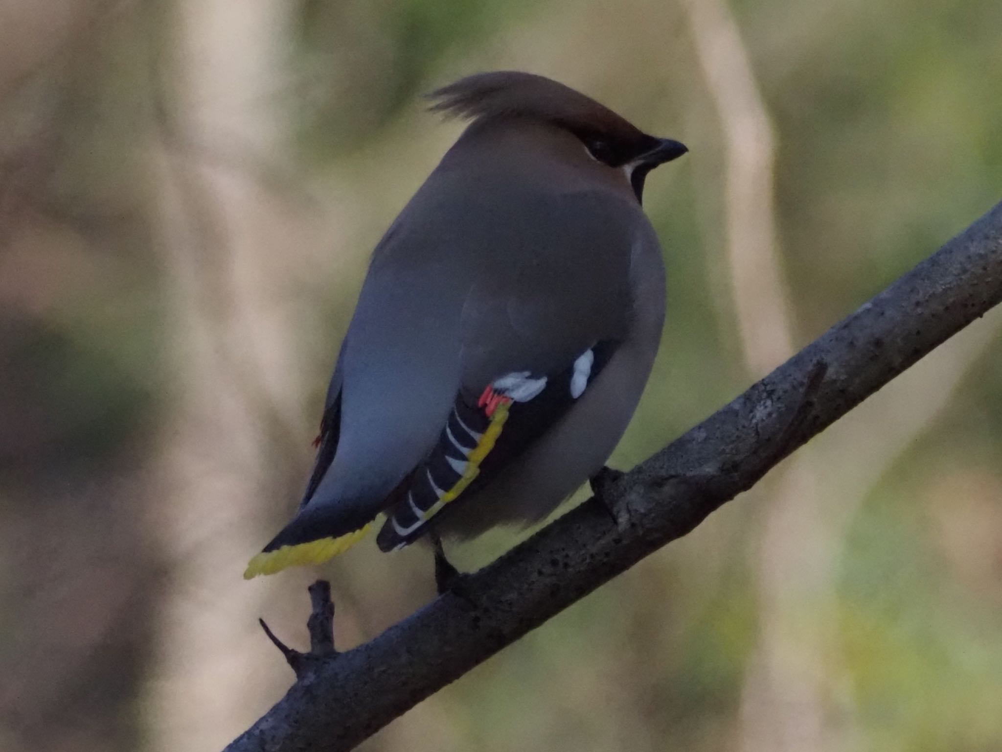 Photo of Bohemian Waxwing at 昭島市 by ほーちゃん