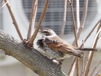 Dusky Thrush 淀川河川公園 Wed, 3/13/2024