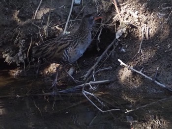 Brown-cheeked Rail Kasai Rinkai Park Sun, 3/10/2024