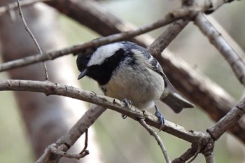 Coal Tit 日本ラインうぬまの森 Tue, 3/19/2024