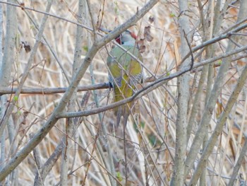 Japanese Green Woodpecker Maioka Park Sun, 3/17/2024