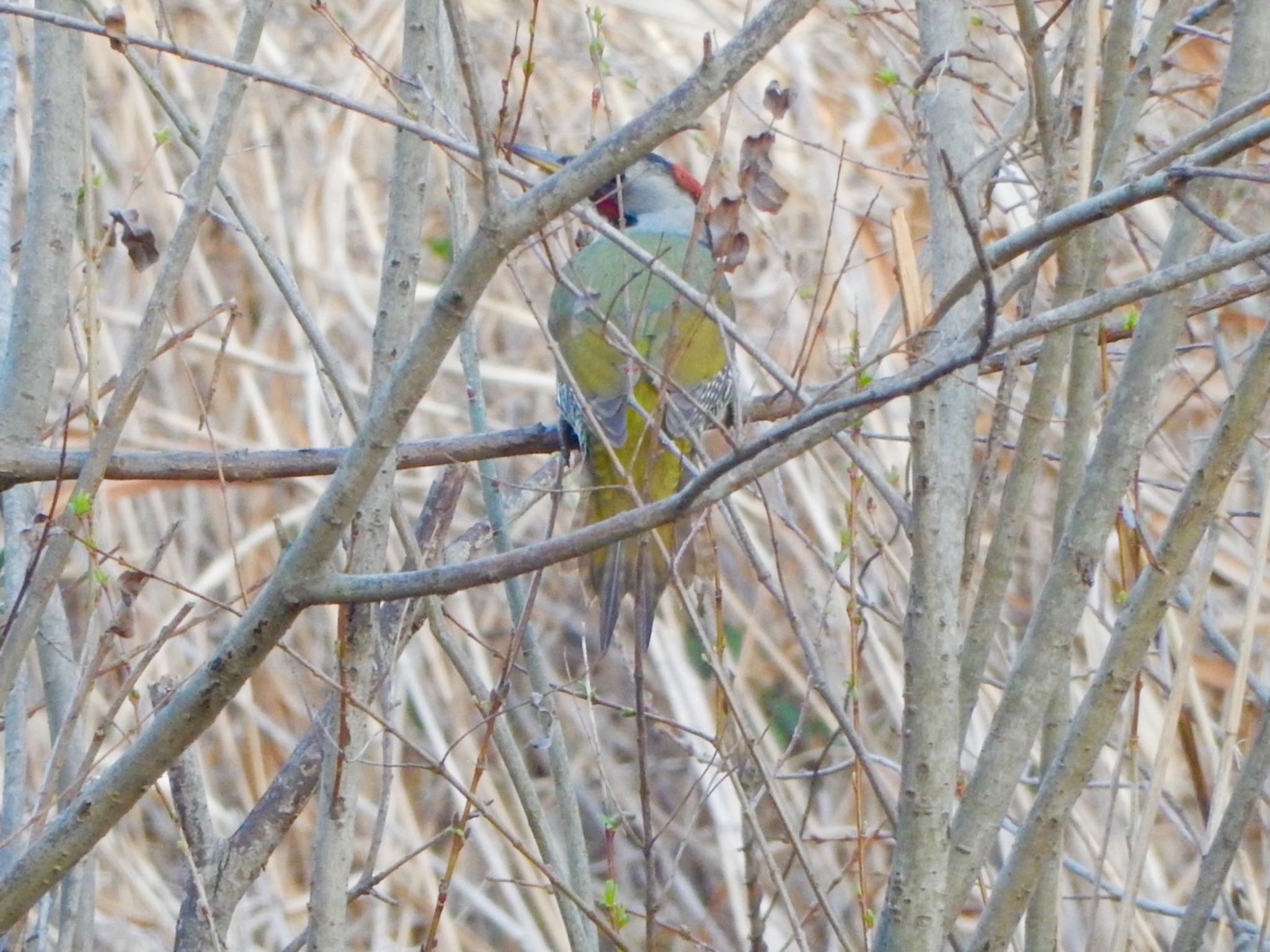 Photo of Japanese Green Woodpecker at Maioka Park by HIKARI  ξ(｡◕ˇ◊ˇ◕｡)ξ