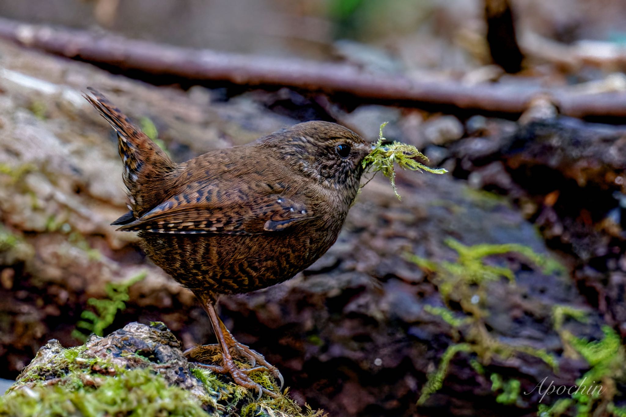 Photo of Eurasian Wren at Hayatogawa Forest Road by アポちん