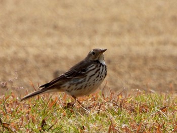 Water Pipit 多摩川 Wed, 1/24/2024