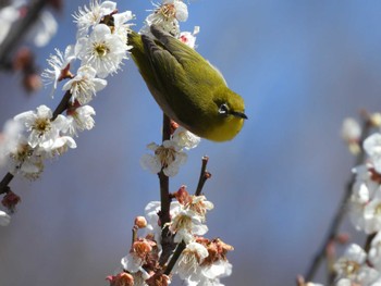 メジロ 北本自然観察公園 2024年3月3日(日)