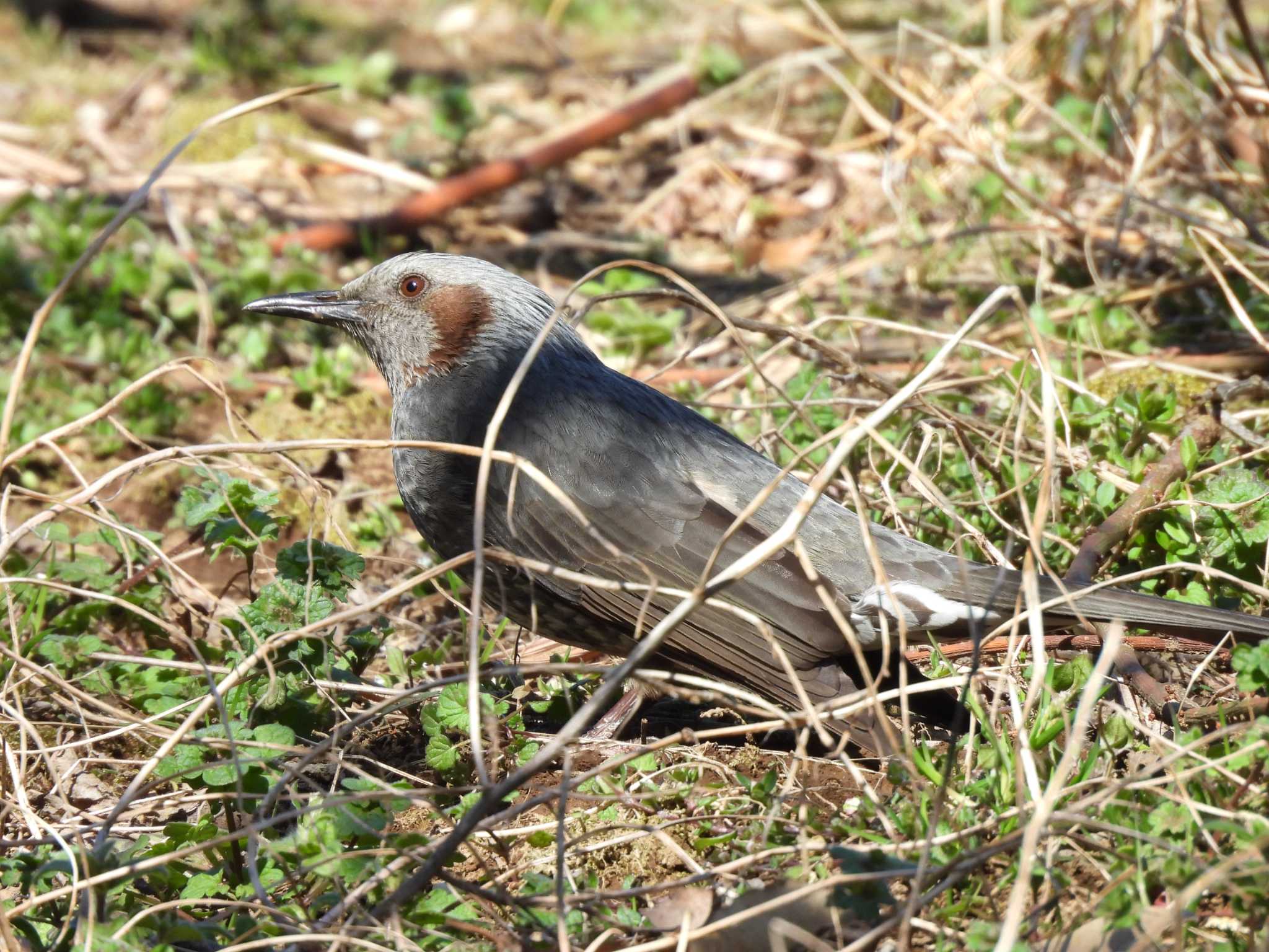 北本自然観察公園 ヒヨドリの写真 by つんこ