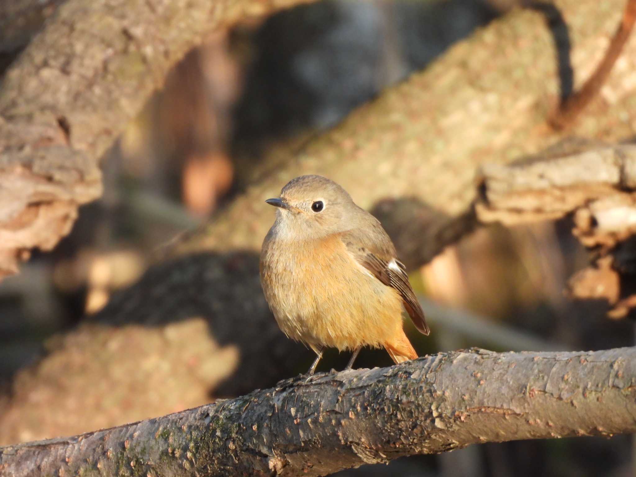 北本自然観察公園 ジョウビタキの写真 by つんこ