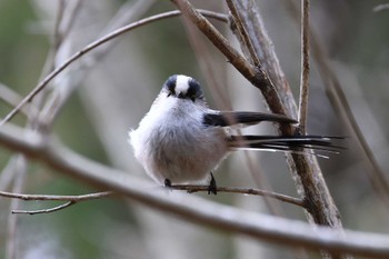 Long-tailed Tit Arima Fuji Park Sat, 3/9/2024