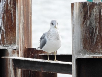 Vega Gull 多摩川 Wed, 1/24/2024