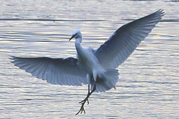 Little Egret Kasai Rinkai Park Sat, 3/2/2024