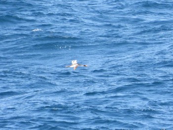 Great Crested Grebe 大洗-苫小牧航路 Sat, 3/16/2024