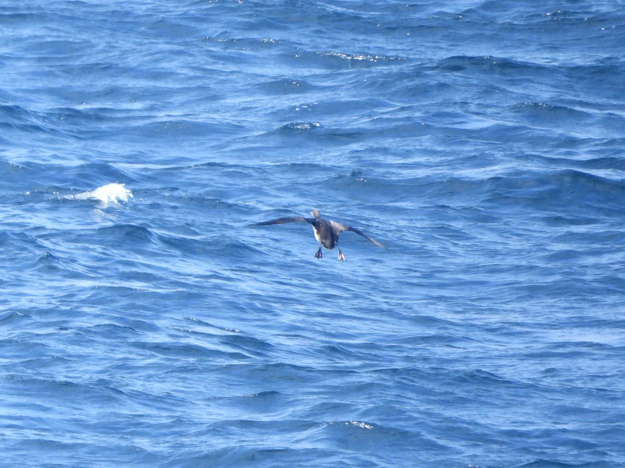 Photo of Pacific Loon at 大洗-苫小牧航路 by 𝕲𝖗𝖊𝖞 𝕳𝖊𝖗𝖔𝖓