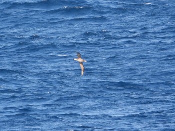 Black-footed Albatross 大洗-苫小牧航路 Sat, 3/16/2024