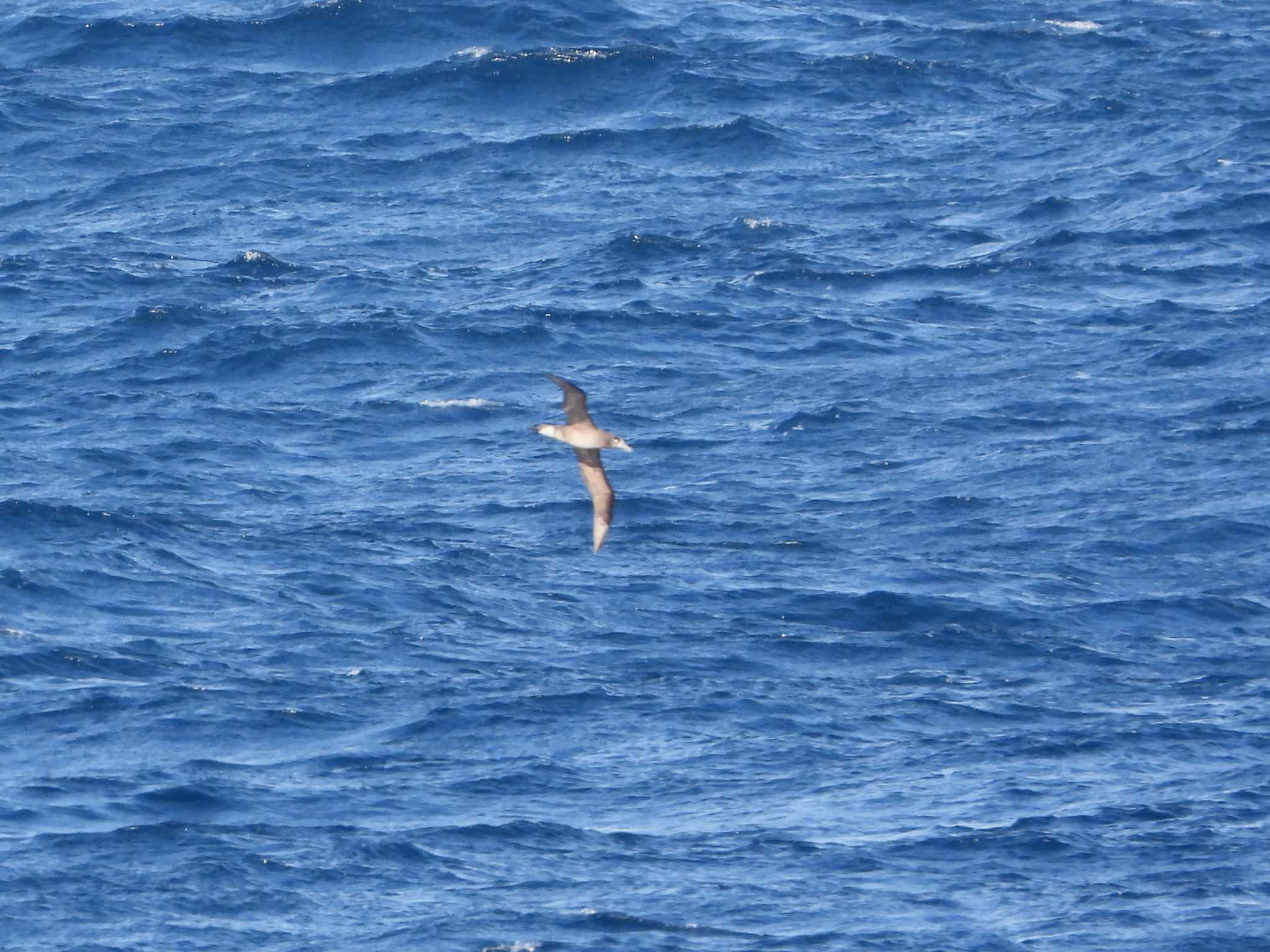 Photo of Black-footed Albatross at 大洗-苫小牧航路 by 𝕲𝖗𝖊𝖞 𝕳𝖊𝖗𝖔𝖓