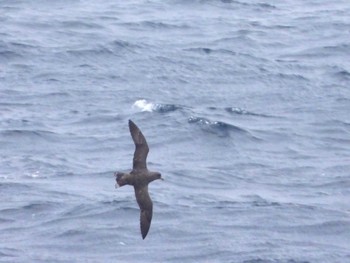 Northern Fulmar 大洗-苫小牧航路 Fri, 3/15/2024