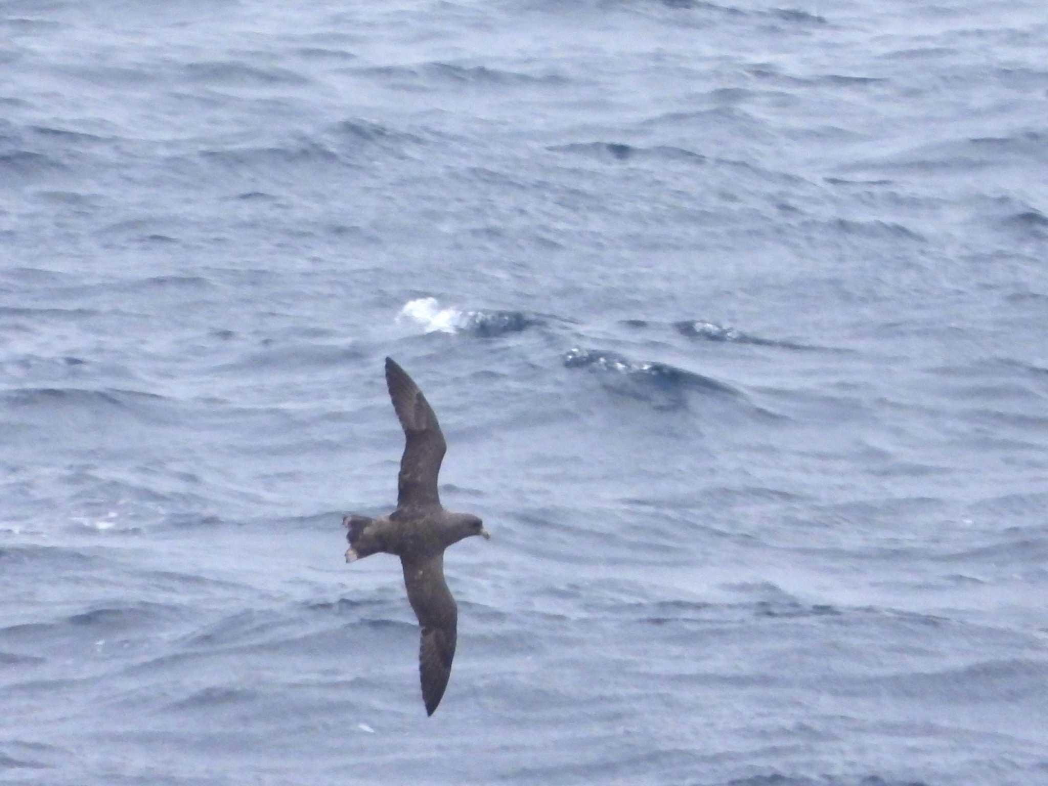 Northern Fulmar