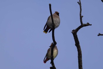 Bohemian Waxwing Makomanai Park Sun, 1/28/2024