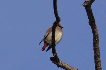 Japanese Waxwing Makomanai Park Sun, 1/28/2024