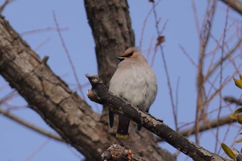 Bohemian Waxwing Makomanai Park Sun, 1/28/2024