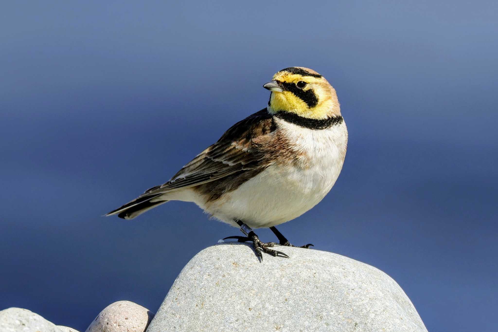 Photo of Horned Lark at 鳥取琴浦 by トビトチヌ