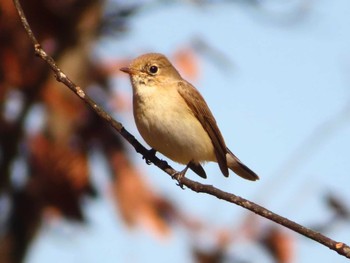 Red-breasted Flycatcher まつぶし緑の丘公園 Sun, 3/3/2024