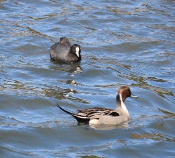 Northern Pintail 谷津干潟自然観察センター Wed, 3/13/2024