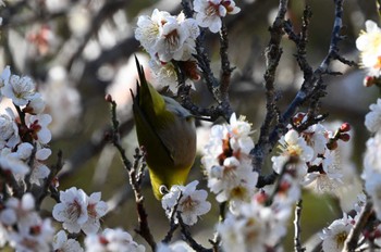 Warbling White-eye 甚兵衛公園(千葉県成田市) Sun, 2/11/2024