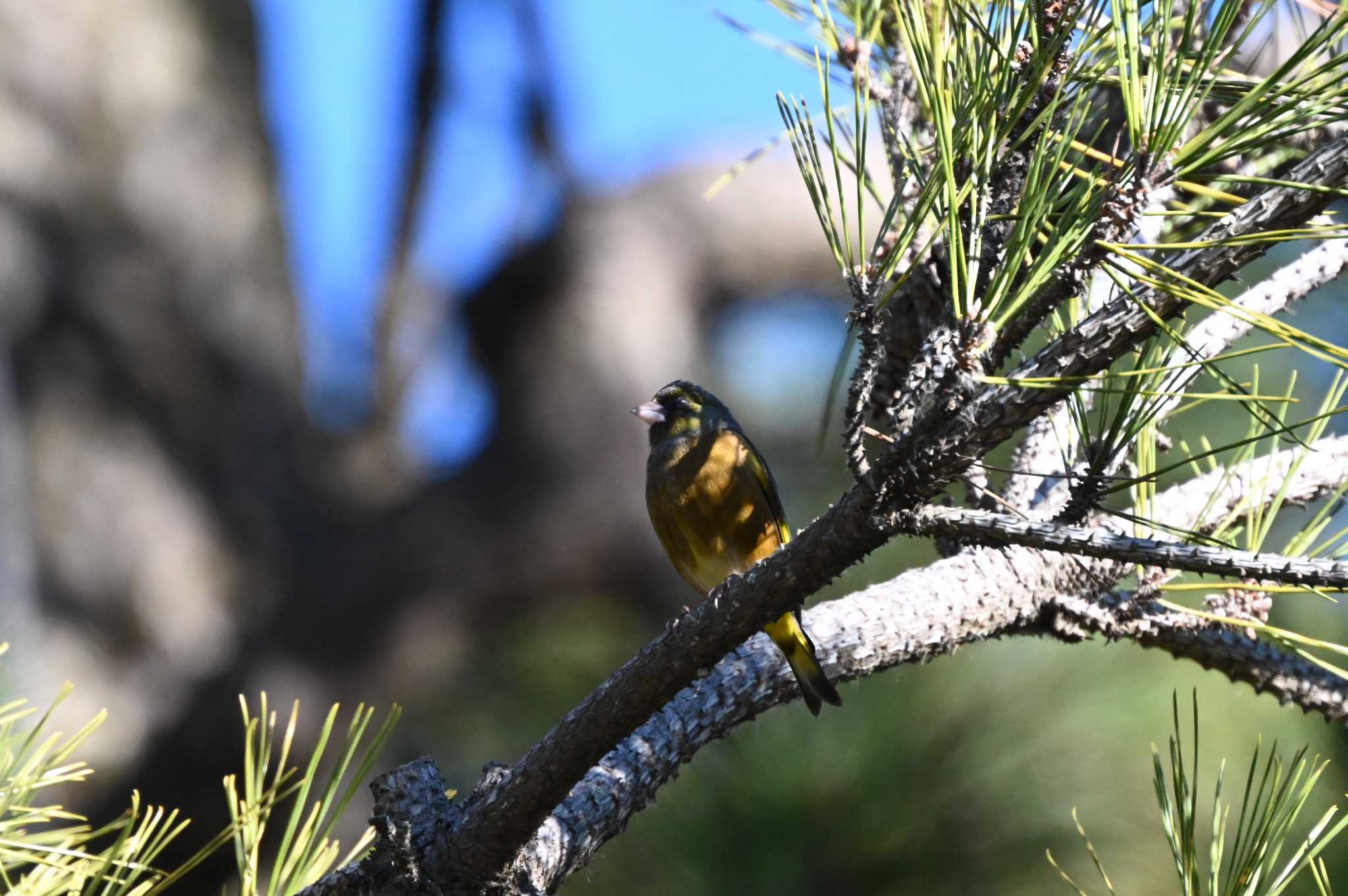 Grey-capped Greenfinch