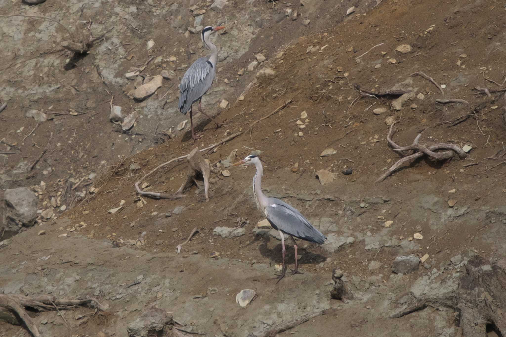 Photo of Grey Heron at Hayatogawa Forest Road by Y. Watanabe