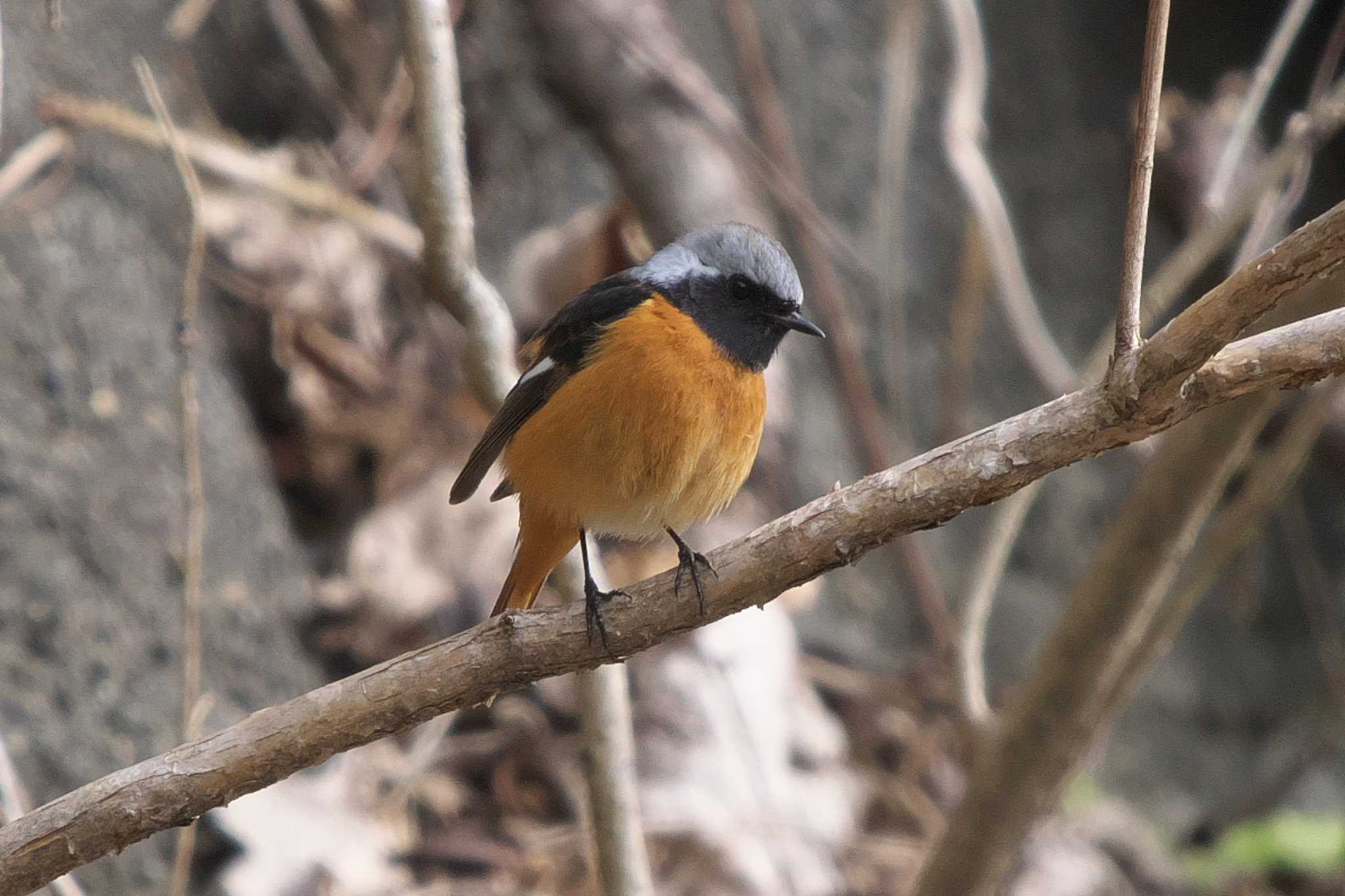 Daurian Redstart