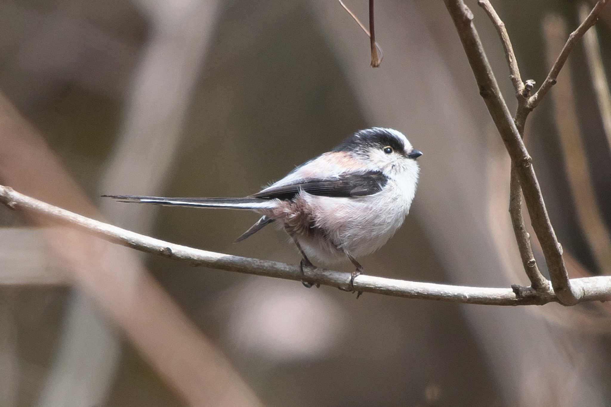 Photo of Long-tailed Tit at Hayatogawa Forest Road by Y. Watanabe