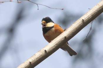 Varied Tit Hayatogawa Forest Road Tue, 3/19/2024