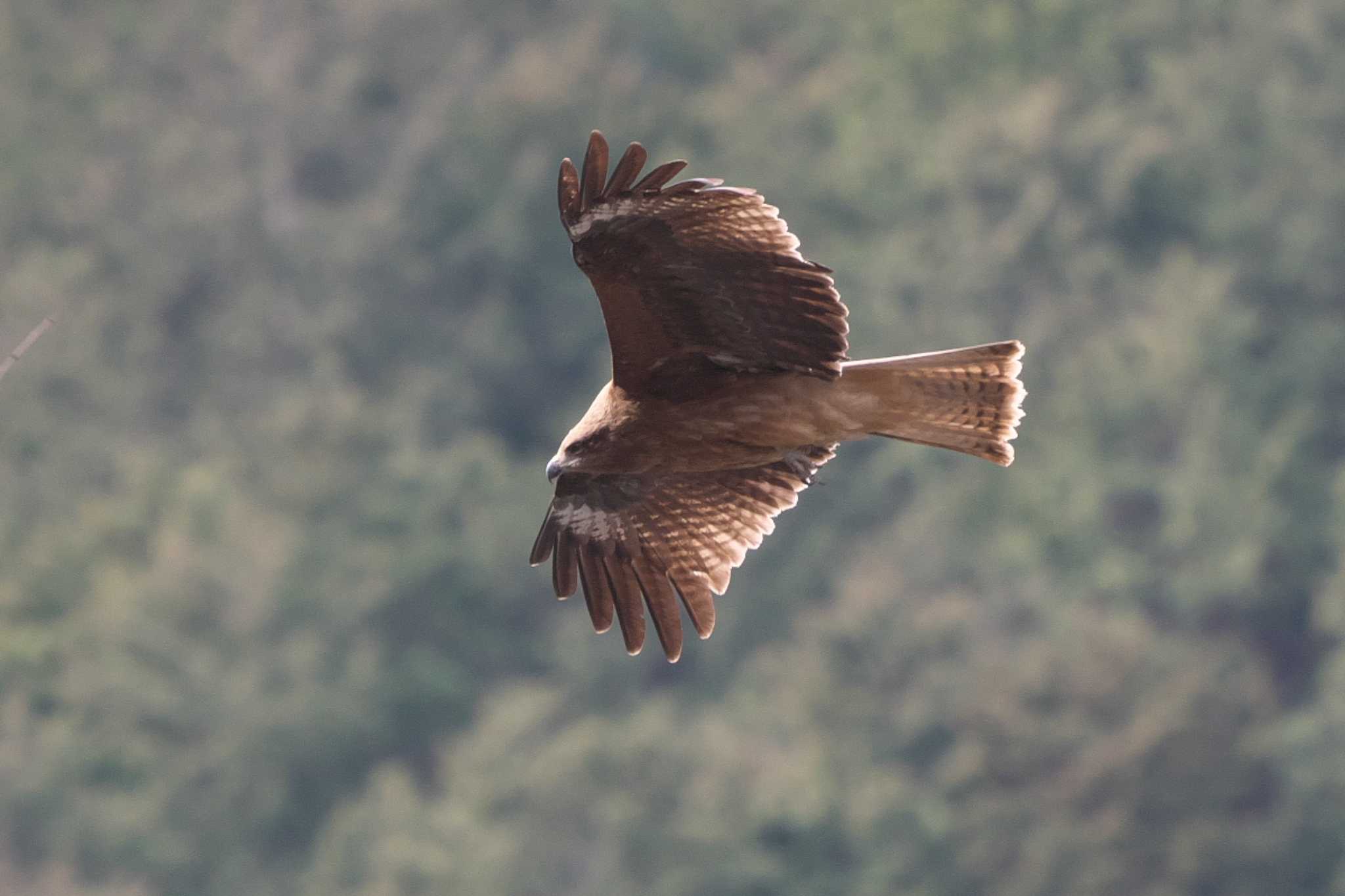 Photo of Black Kite at Hayatogawa Forest Road by Y. Watanabe