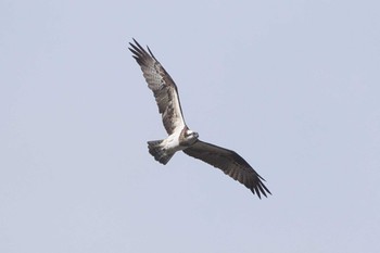 Osprey Hayatogawa Forest Road Tue, 3/19/2024